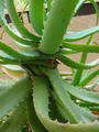 Krantz aloe